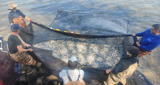 İznik Gölü’nde gümüş balığı rekoru: 1 günde 15 ton