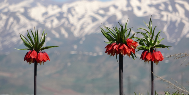 Yüksekova’da ters laleler kendine hayran bıraktı