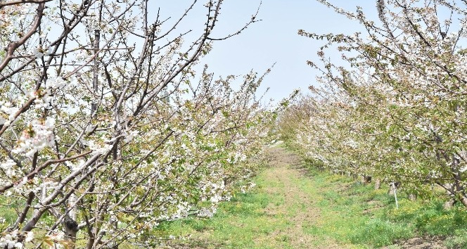 Lapseki Kirazı yüzleri güldürdü