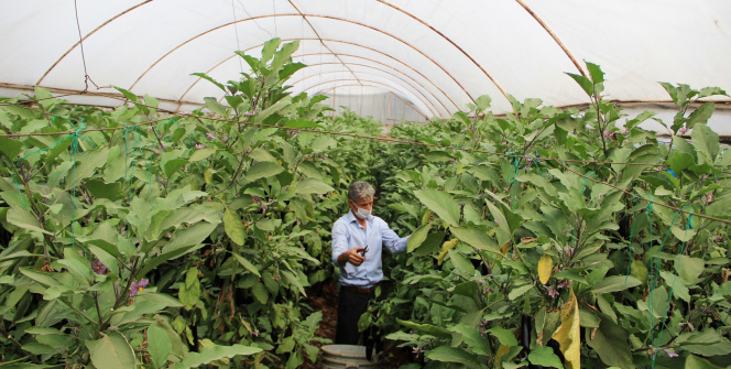 Sabahın ilk ışıklarıyla girdikleri seralarda gece gündüz üretmeye devam ediyorlar