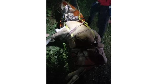 Giresun’da uçuruma yuvarlanan inek AKUT ekipleri tarafından kurtarıldı
