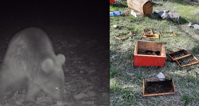 Kış uykusundan uyanan ayılar arı kovanlarını parçaladı