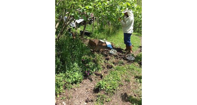 Kış uykusundan uyanan aç ayıların Doğu Karadeniz’deki saldırıları arttı