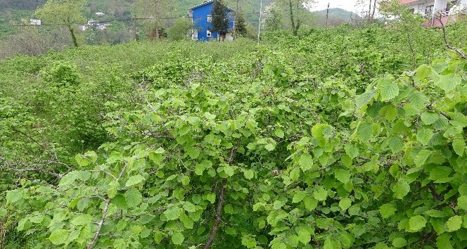 Fındıkta doğru gübreleme ve ilaçlama verimi arttırıyor