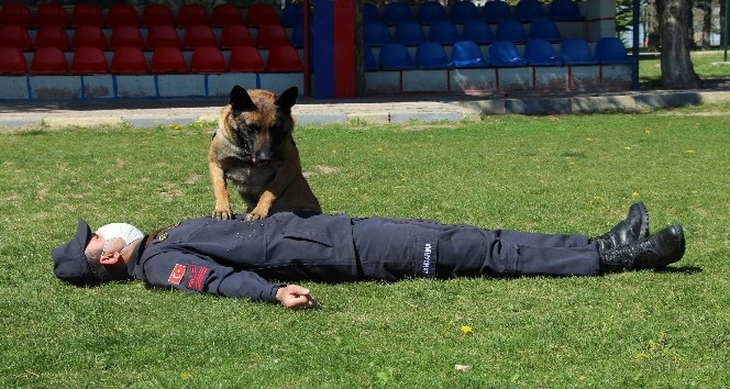 Bu köpekler şınav ve mekik çekiyor, kalp masajı yapıyor