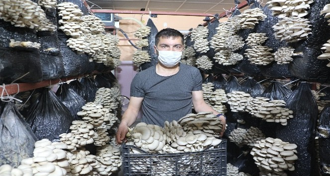 Arkadaş tavsiyesi ile istiridye mantarına yöneldi, köyünde yıllık 16 ton kapasiteli tesis açtı