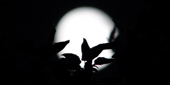 Van’da yılın ilk ‘Süper Ay’ı kartpostallık görüntüler oluşturdu