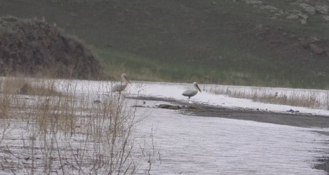 Kars Baraj Gölü su kuşlarıyla doldu