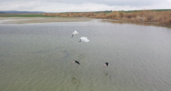 Başkent’in renkli misafirleri flamingolar Mogan Gölü semalarından geçti