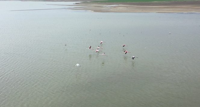Başkent'in renkli misafirleri flamingolar Mogan Gölü semalarından geçti