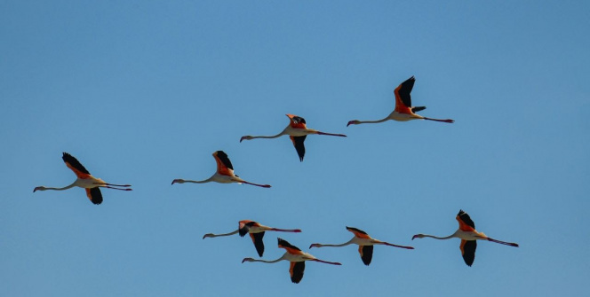 Flamingolar Erçek Gölü’ne bu yıl erken geldi