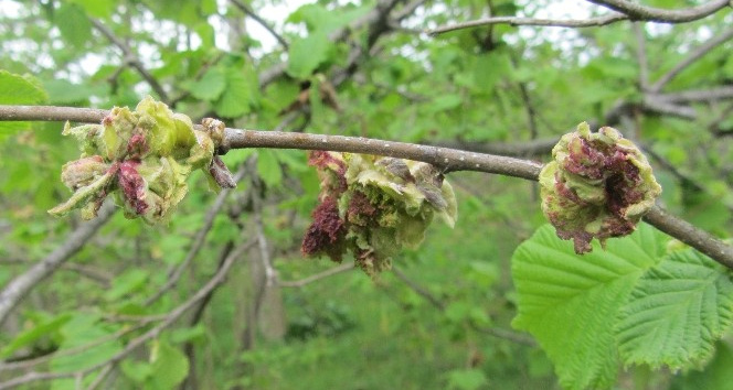 Üreticiye fındık kozalak akarıyla mücadele uyarısı