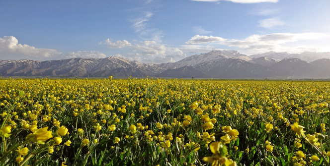 Yüksekova’da sarı çiçekler hayran bıraktı