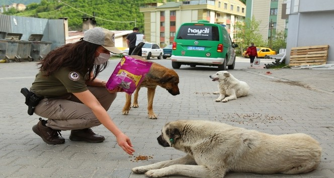 Artvin’de “tam kapanma” sürecinde sokak hayvanlarına polis ekiplerinden şefkat eli