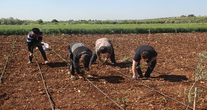 İşçi bayramında tarım işçileri sahada çalışıyor