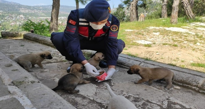 Jandarma ’tam kapanma’ sürecinde sokak hayvanlarını unutmadı