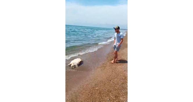 Antalya’da caretta caretta ölüsü sahile vurdu