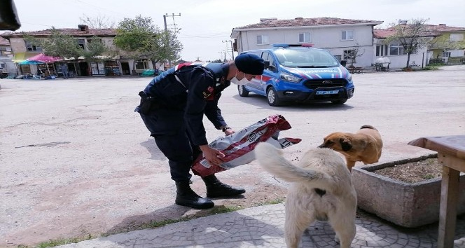 Jandarma ve polis sokak hayvanlarını unutmadı