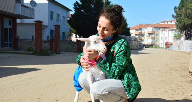 Altını bezlediği kuzusuyla alışverişe de gidiyor, sahile de