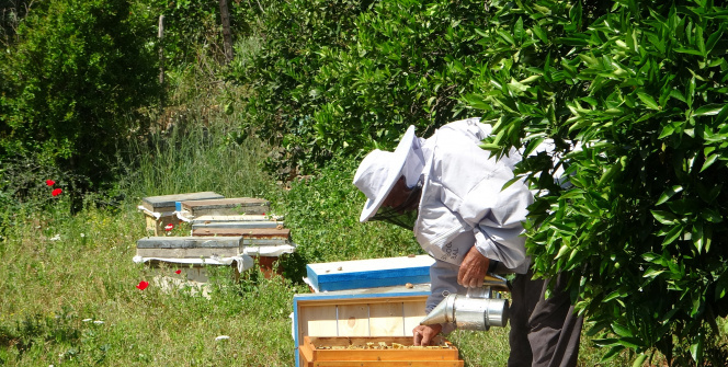 Çukurovalı arıcıların yaylalara yolculuğu başlıyor