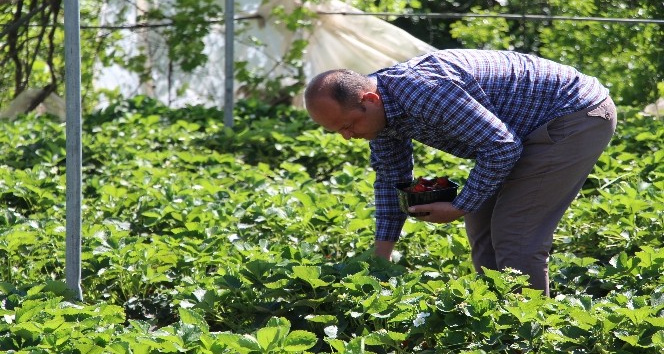 Hatay’da tarlada kilosu 9 liradan satılan çilek üreticinin yüzünü güldürdü