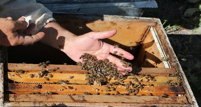 Kuraklık nedeniyle aç kalan arıları, onlardan aldıkları balla besliyorlar