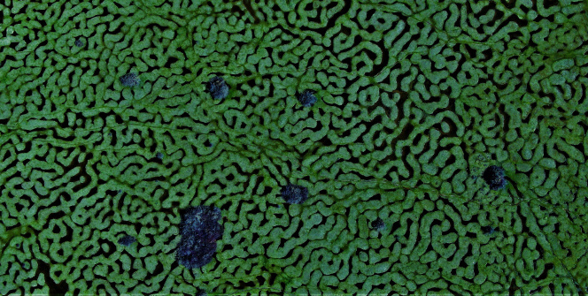 Türkiye’de böylesini hiç görmediniz! Karagöl Yaylası hayran bıraktı