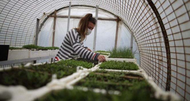Bursa'da yerel tohum seferberliği!