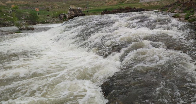 İnci kefalinin akıntıya karşı yolculuğu devam ediyor