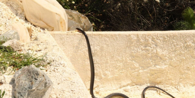 Kuşadası'nda görülen yılanlarla ilgili uzmanlar uyardı!