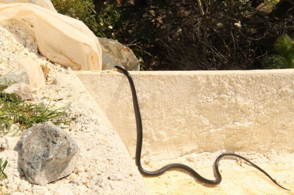 Kuşadası'nda görülen yılanlarla ilgili uzmanlar uyardı!.