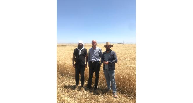 Cizre’de kuraklık tehlikesi