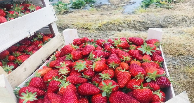 Çanakkale’de ilk çilek hasadı üreticinin yüzünü güldürdü