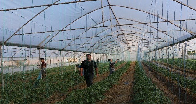 Terörden temizlenen topraklar üretici ile yeniden hayat buluyor