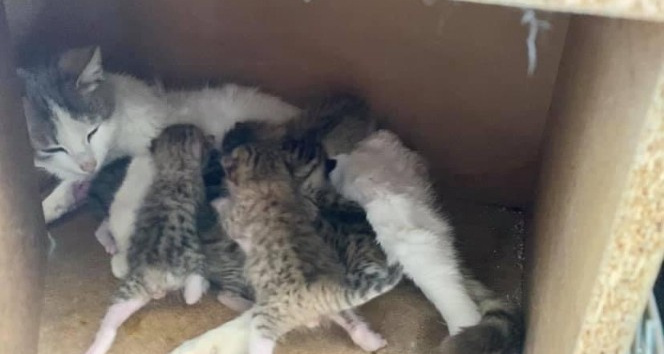 Yavru kediler koruma altına alındı