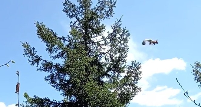 Gümüşhane’de ağaçtan ağaca uçan sincap cep telefonu kameralarına takıldı