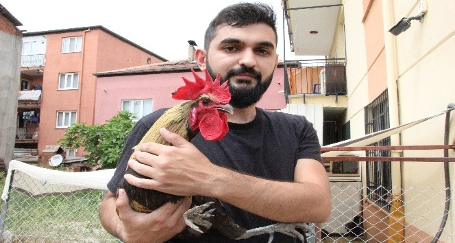 Ünü dünyaya yayılan ‘Bayılan horoz’ İngiltere’den davet aldı