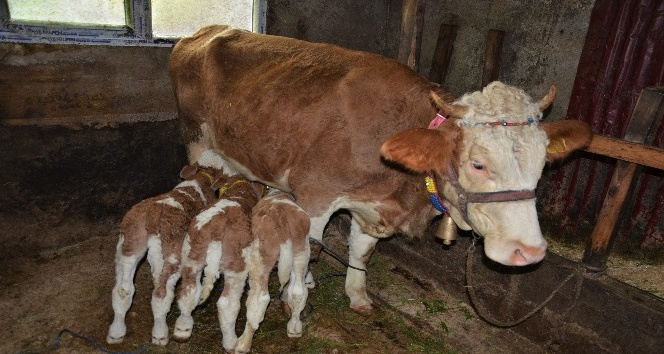 2 yaşındaki inek ’üçüz’ doğurdu: Herkes görmeye geliyor