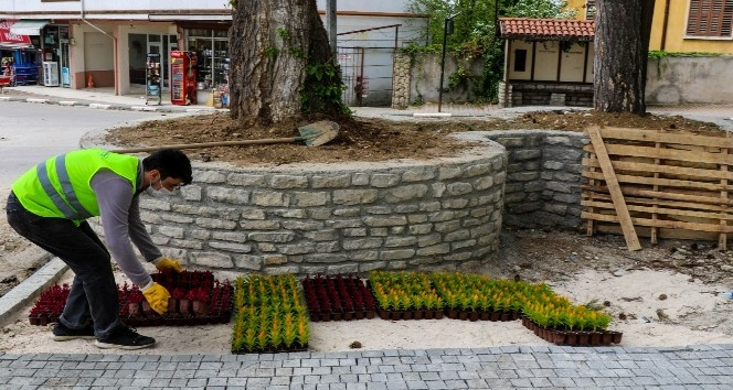 Safranbolu Belediyesi’nin yetiştirdiği çiçekler toprakla buluştu