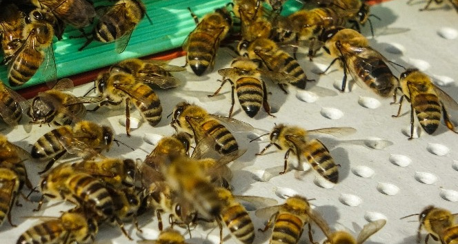 Kafkas arıları tehdit altında