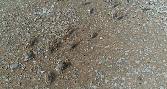 Cudi Dağında yıllar sonra ceylan görüntülendi