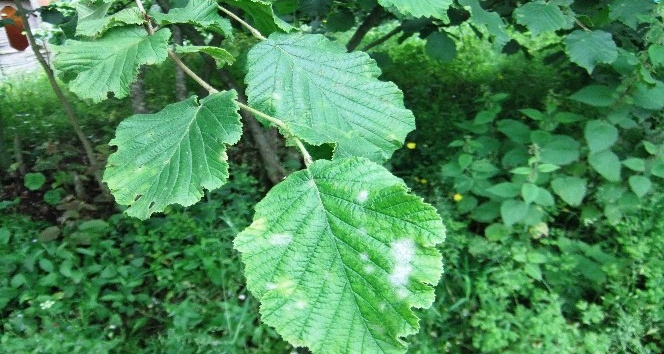 Fındıkta külleme hastalığına dikkat