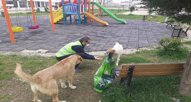 Fatsa Belediyesi can dostları unutmuyor