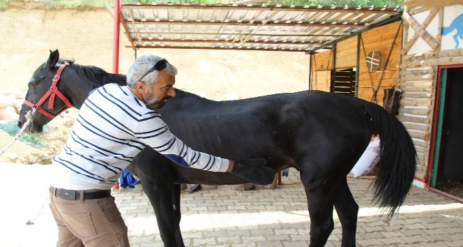 Mardin’de atlı binicilik sporuna yoğun ilgi
