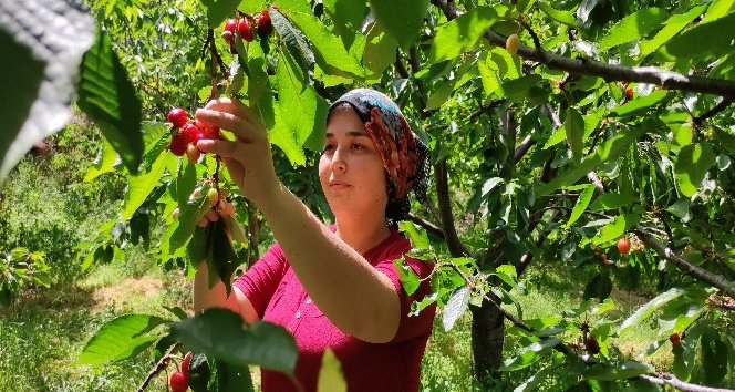 (ÖZEL) Antalya’da buruk erkenci kiraz hasadı