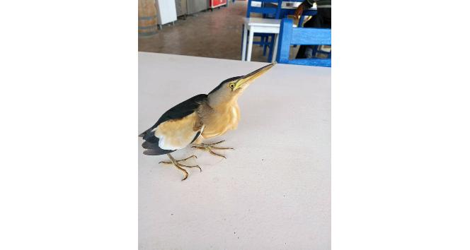 Datça’da yaralı Balaban kuşu bulundu