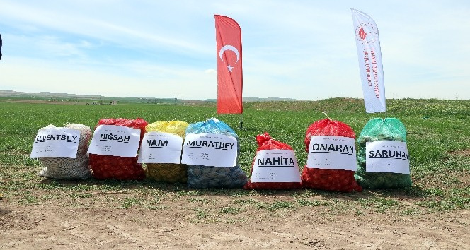 Yozgat’ta 7 çeşit yerli patates tohumu deneme ekimi yapıldı