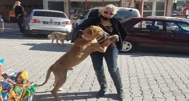 İstanbul’da tedavi götürülen hasta sokak köpeği Emet’e geri getirildi