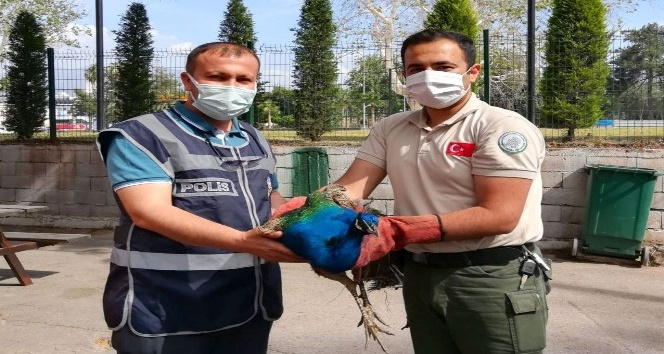 Tavus kuşu çalan hırsızlar yakalandı