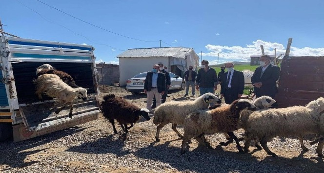 Koyunları kurt saldırısında telef olan besiciye devlet desteği